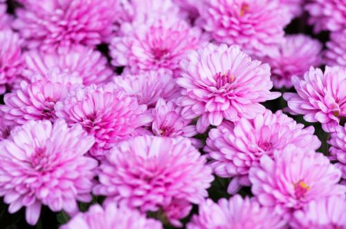 Pink Mums