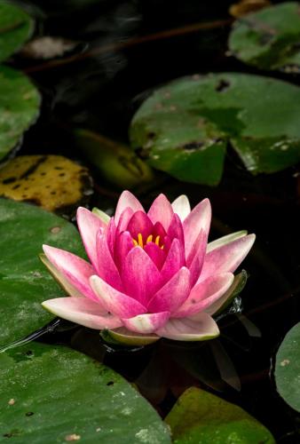 Pink Pond Lily