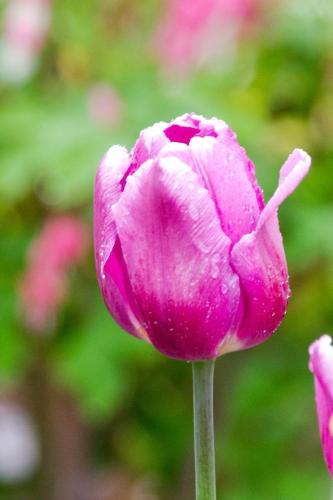 Pink Tulip