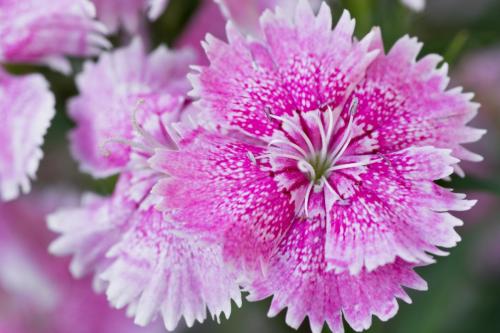 Pink and White Flowers