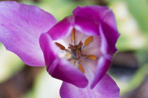 Purple Tulip Top