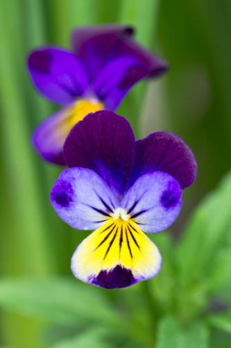 Purple and Yellow Viola Flowers