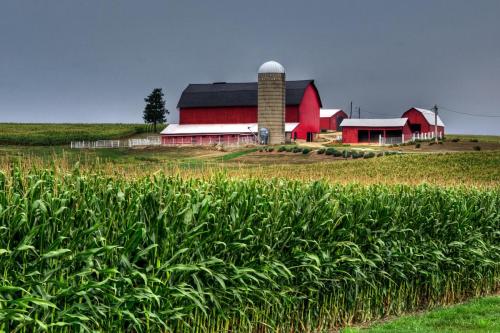 Red Barns On A Gloomy Day