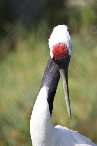 Red Crowned Crane - Bow