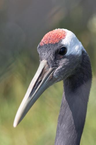 Red Crowned Crane