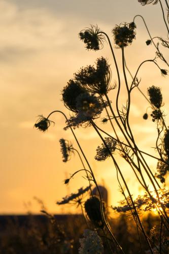 Roadside Flower Sunset Silhouette