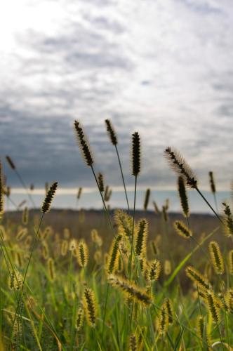 Roadside Grass at the End of Summer