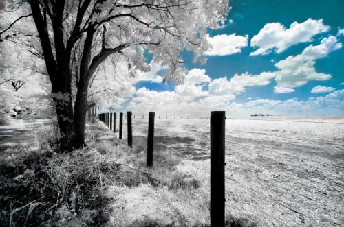 Rural Fence Infrared