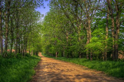 Single Lane Country Road - Spring