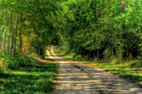 Single Lane Country Road - Summer