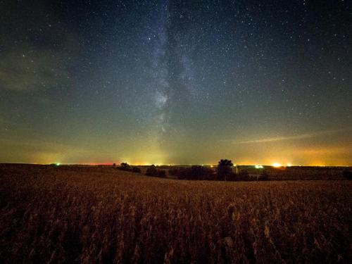 Soybean Sky