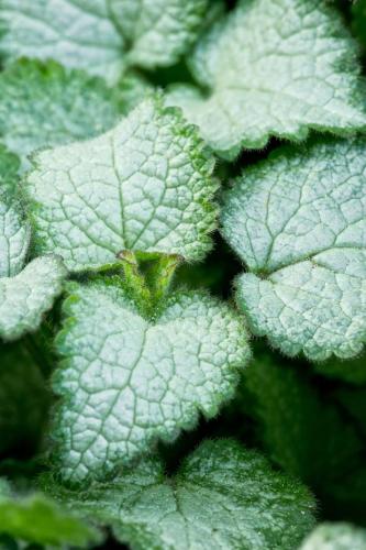 Spotted Dead Nettle Leaves 2