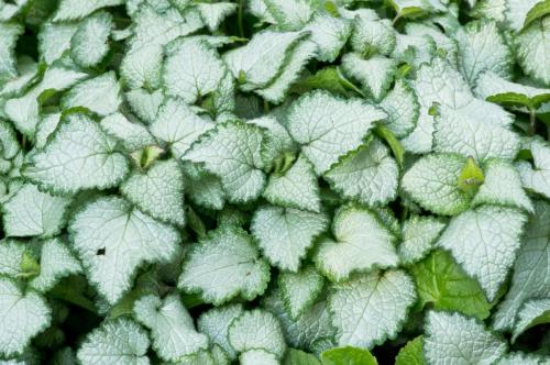 Spotted Dead Nettle Leaves