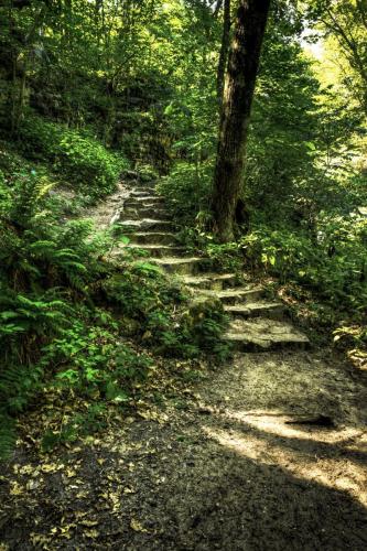 Stone Steps in the Woods