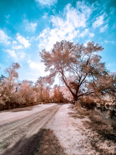 Sugar River Path - IR Tree