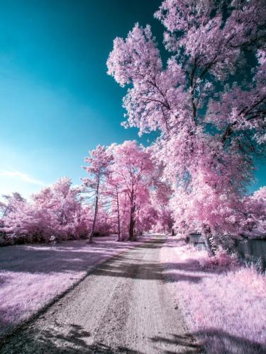 Sugar River Path - Infrared Pink