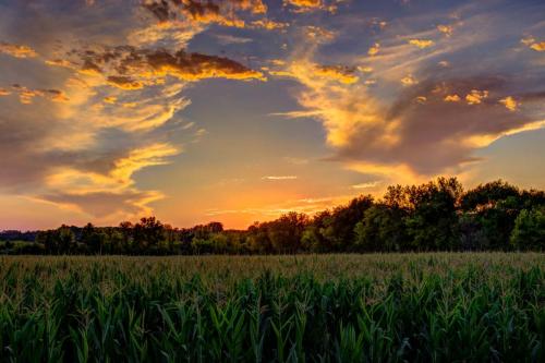 Summer Field Sunset