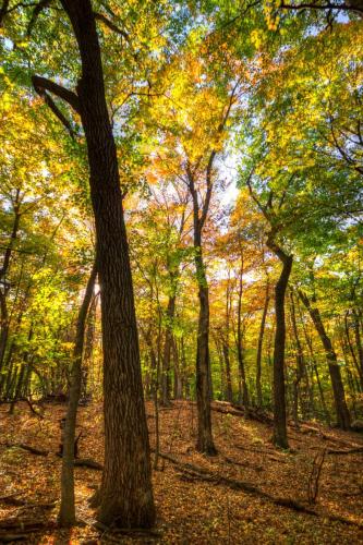 Sun Topped Forest HDR