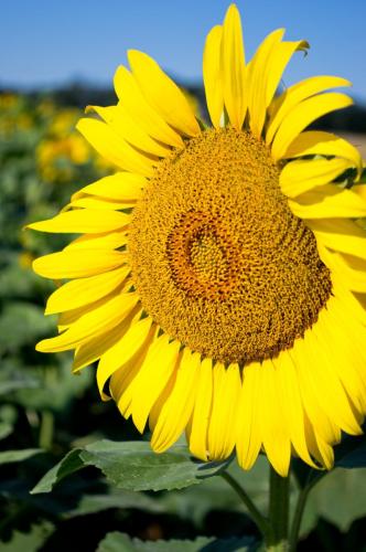 Sunflower At Pope Farm Park