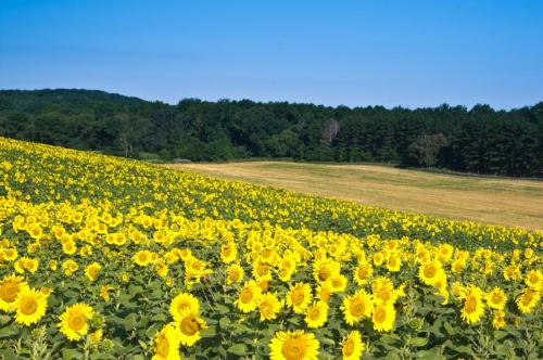 Sunflower Field at Pope Farm Park