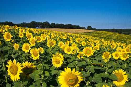 Sunflowers Forever at Pope Farm Park