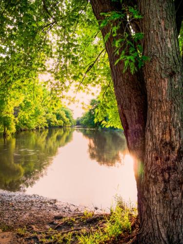 Sunny River Reflections