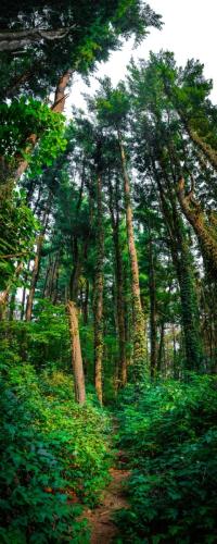 Tall Greens Pano