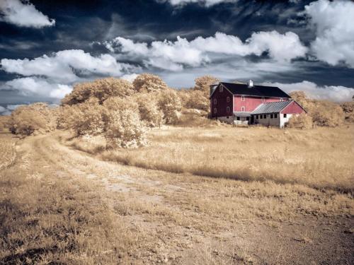 The Red Barn - Infrared Gold