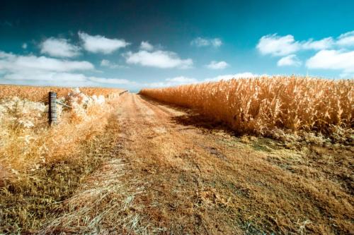 Rural Path