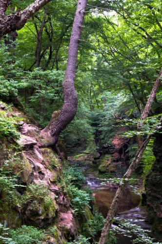 Tree Growing Frm the Edge