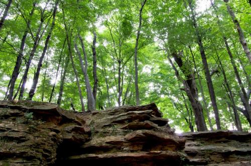 Trees Growing On Rock Bluff