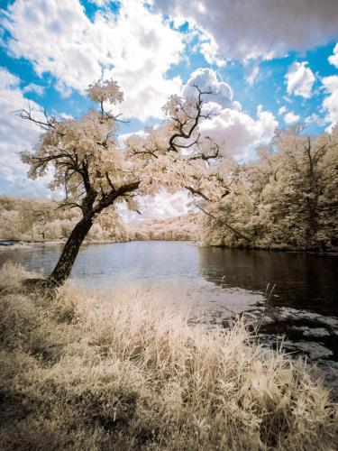 Twin Valley Lake Tree