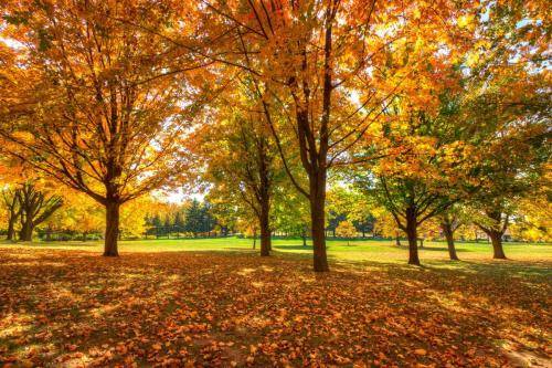Twining Park - Fall Colors