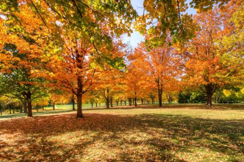 Twining Park in Autumn Glory