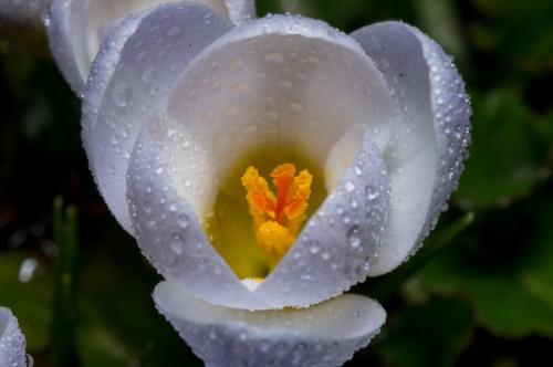 White Crocus Flower Macro