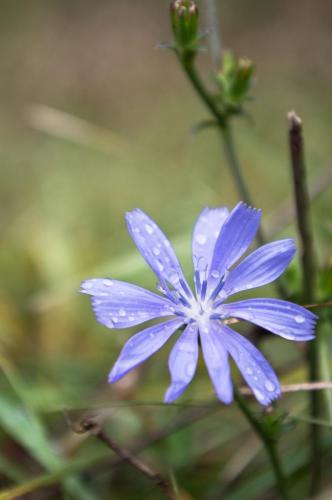 Wildflower Along The Path