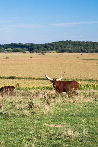 Wisconsin Longhorn Field