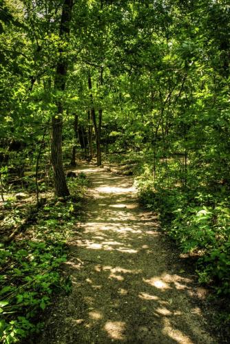 Wooded Path