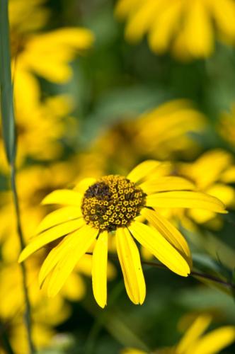 Yellow Wildflowers